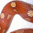 Corn Snake