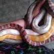 Corn Snakes