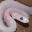 Rat Snake