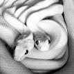 Rat Snake