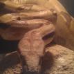 Red Tail Boa