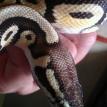Rescued Ball Python