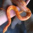 Rescued Corn Snake