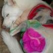 Skadi with "No Poodles" taking a nap