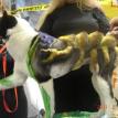 Zorra with a Scorpion